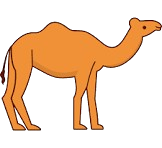 Camel